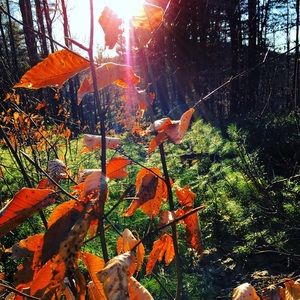 Meet your Posher, Rae